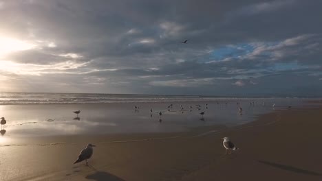 rotating view showing a group of seagulls on a portuguese beach