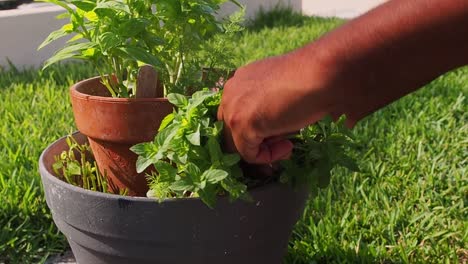 pruning fresh mint out of the pot