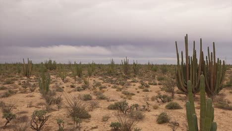 Sonora-Wüste-Mit-Kaktus-Und-Choya