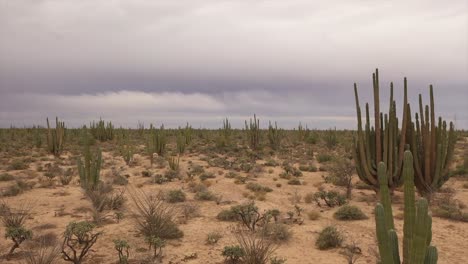 desierto sonorense con cactus y choya