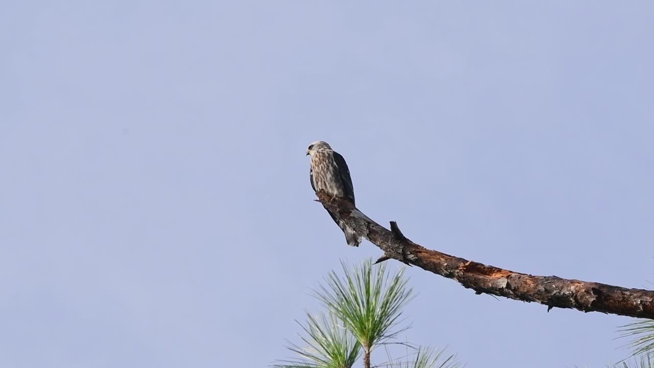 Juvenile Mississippi Kite calling for it's parent's letting it know where it's at so it can be fed
