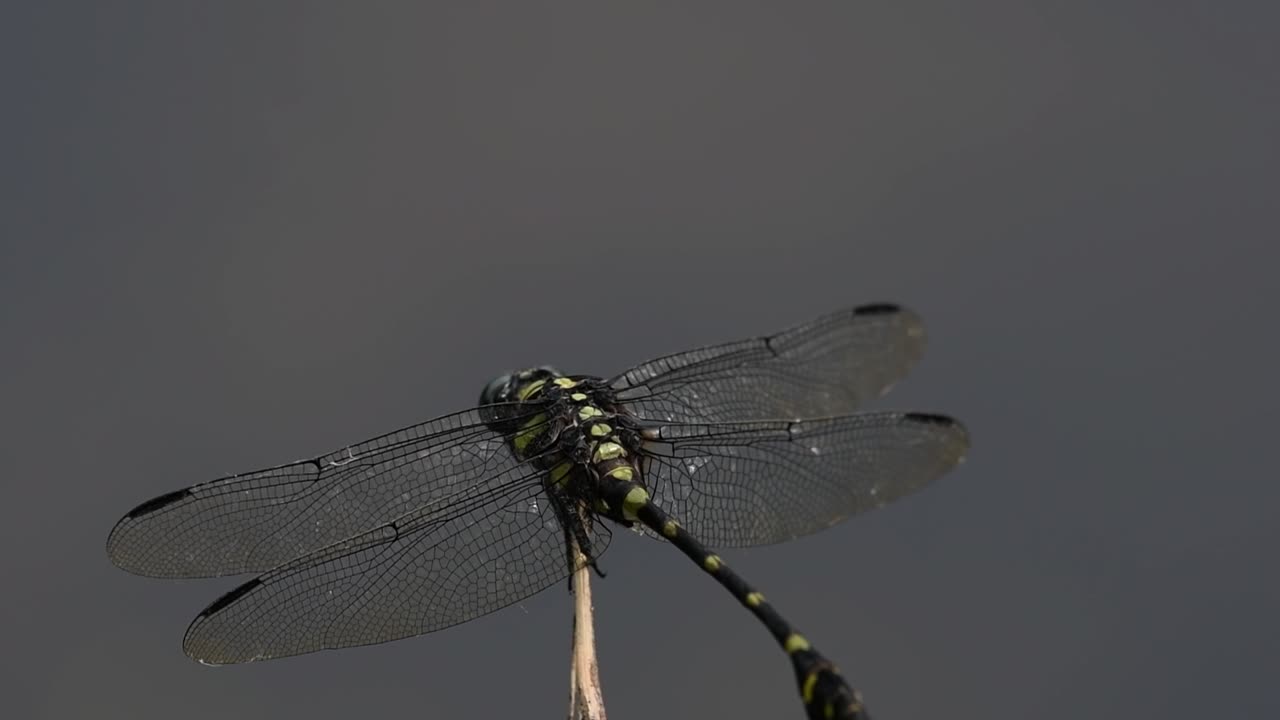 일반적인 flangetail 잠자리는 태국과 아시아에서 흔히 볼 수 있습니다.