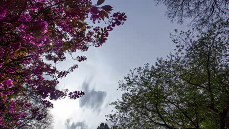 Low-angle-shot-of-pink-flower-trees-in-a-park-in-Hamburg,-Germany-on-a-windy-day