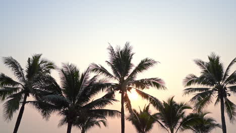 warm tropical palm trees scenic view at sunset with sun hiding behind palm branches