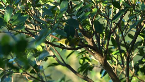 Wilder,-Singender-Brillenvogel,-Der-Auf-Dem-Baum-Nach-Nahrung-Sucht,-Seine-Flügel-Ausbreitet-Und-Davonfliegt,-Nahaufnahme