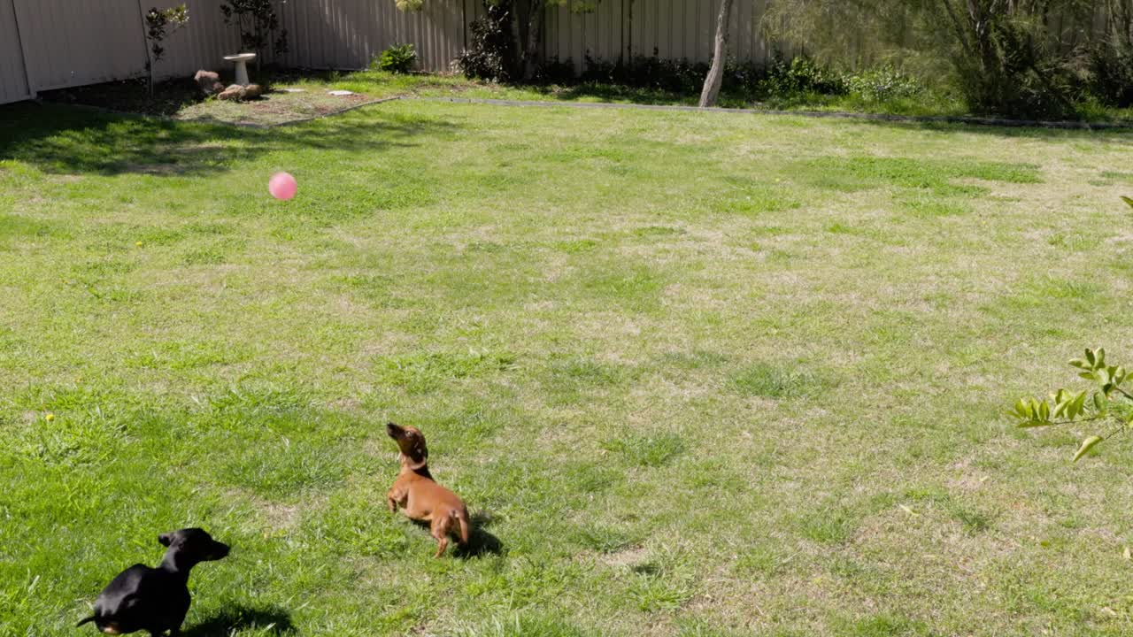 Two adorable Dachshunds play with a ball on vibrant green grass. The camera slowly zooms in on the playful dogs as they enjoy their game in the backyard
