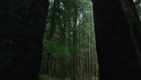 vancouver british columbia forest