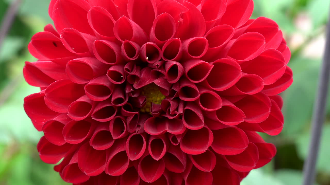 Un primo piano di una bellissima dalia rossa mossa dalla brezza.