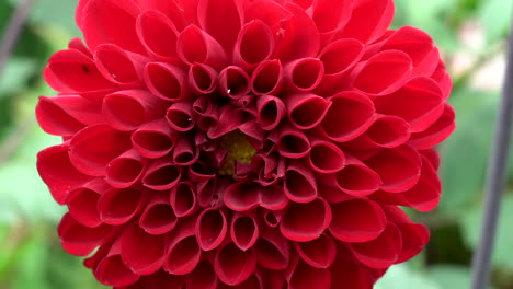 a close-up view of a beautiful red dahlia moving in the breeze