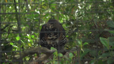 Águila-Real-En-Cautiverio-En-El-Zoológico-De-San-Diego.