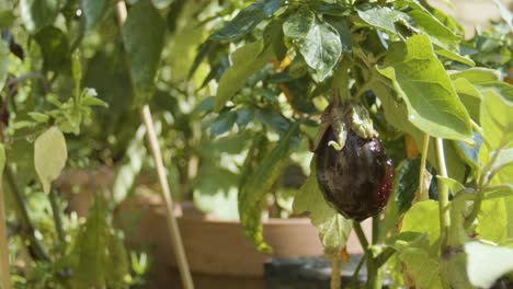 Agua-Goteando-De-Una-Berenjena-Y-Otras-Plantas-En-Cámara-Lenta