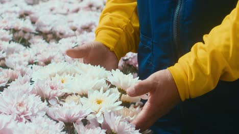 Florista-En-Uniforme-Amarillo-Tocando-Flores-Rosas-Y-Blancas-En-Un-Invernadero