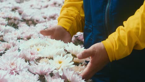 florista en uniforme amarillo tocando flores rosas y blancas en un invernadero