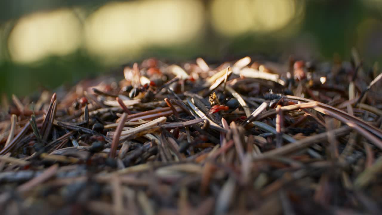 개미집 상단 가까이 햇볕이 잘 드는 랙 초점