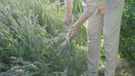 Eine-ältere-Frau-Schneidet-In-Ihrem-Garten-Mit-Einer-Gartenschere-Einen-Lavendelstrauch