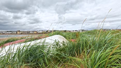 grass waving in the wind near the coast