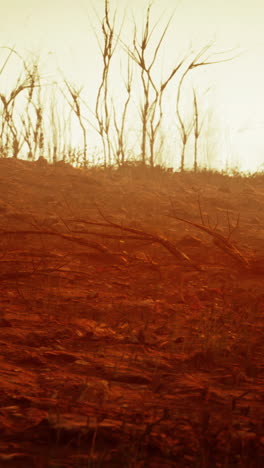 a desolate landscape with dead trees and a red sandy ground