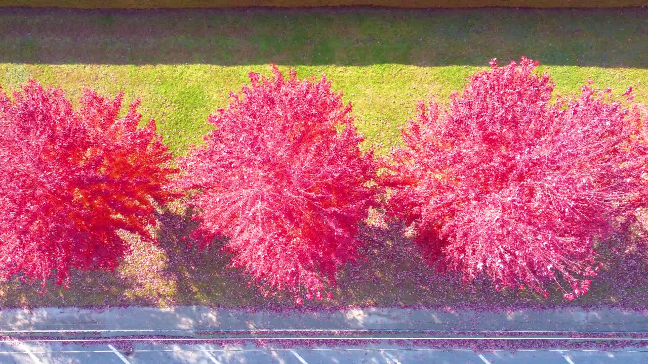 Aerial: pink trees during the day with autumn colors in the region of Estrie, Quebec, Canada, top down drone shot