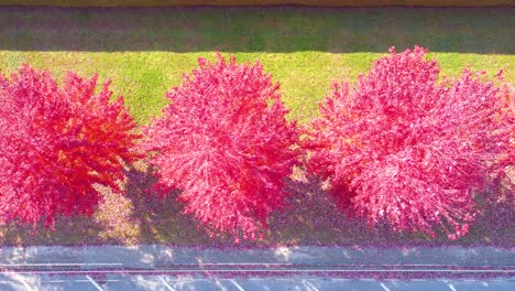 aerial: pink trees during the day with autumn colors in the region of estrie, quebec, canada, top down drone shot