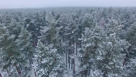 snowy pine forest aerial view
