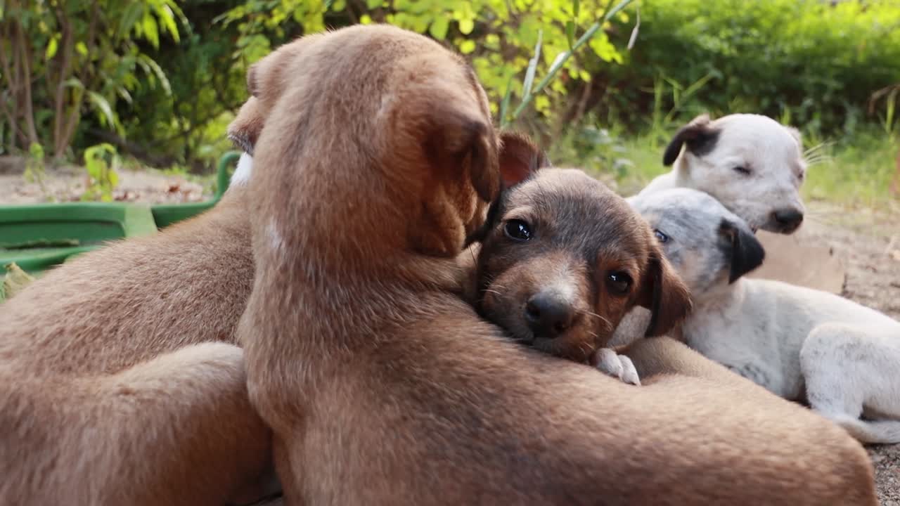 cachorros sin hogar en las calles de la ciudad.