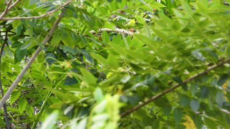 hidden parrot in the leaves of trees, orange-chinned parakeet on a branch in a wild forest