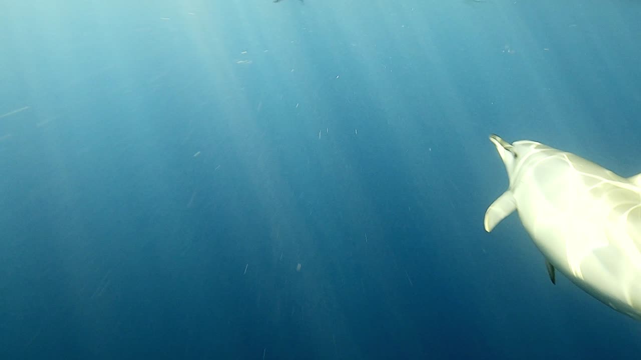 siguiendo a una manada de hermosos delfines girando a toda velocidad por debajo de las olas - bajo el agua