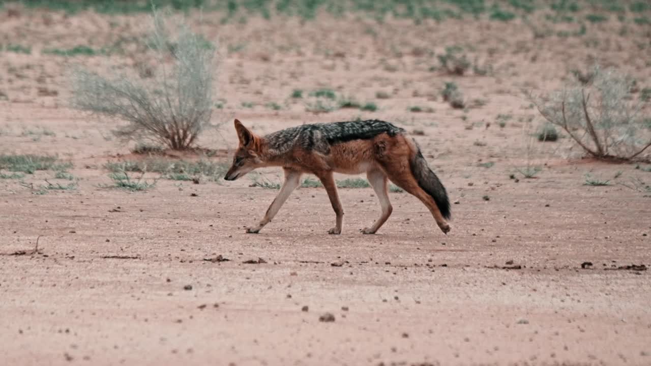 Black backed jackal walking over a dry river bed in the Kalahari