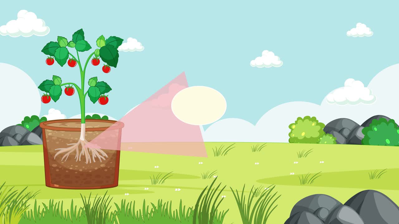 식물 성장과 뿌리 해부학의 시간 간격