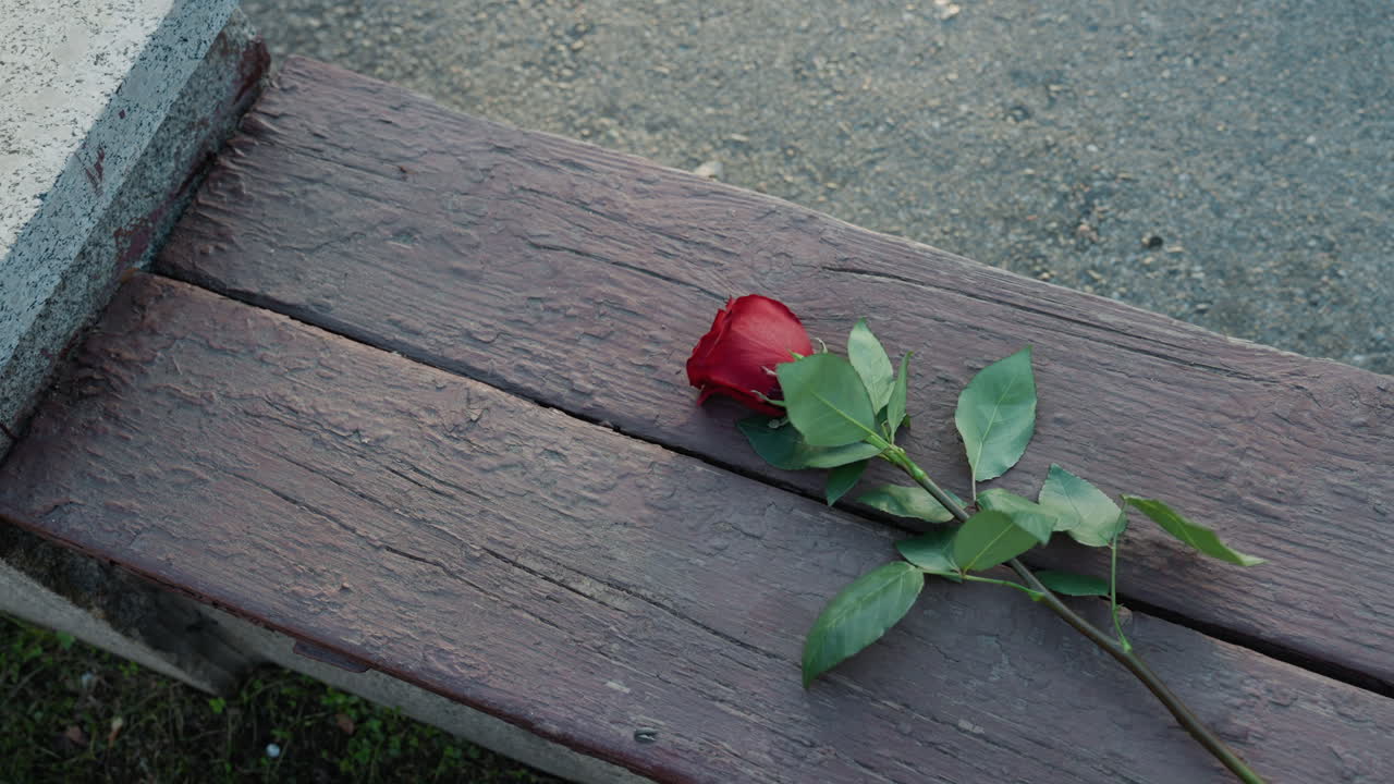Single red rose resting on bench, full bloom head and mossy plank texture, late afternoon soft shadow, angled stem across weathered grain, abandoned offering from commuter or lover, tribute mood