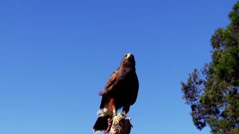 falcon eagle perched on branch