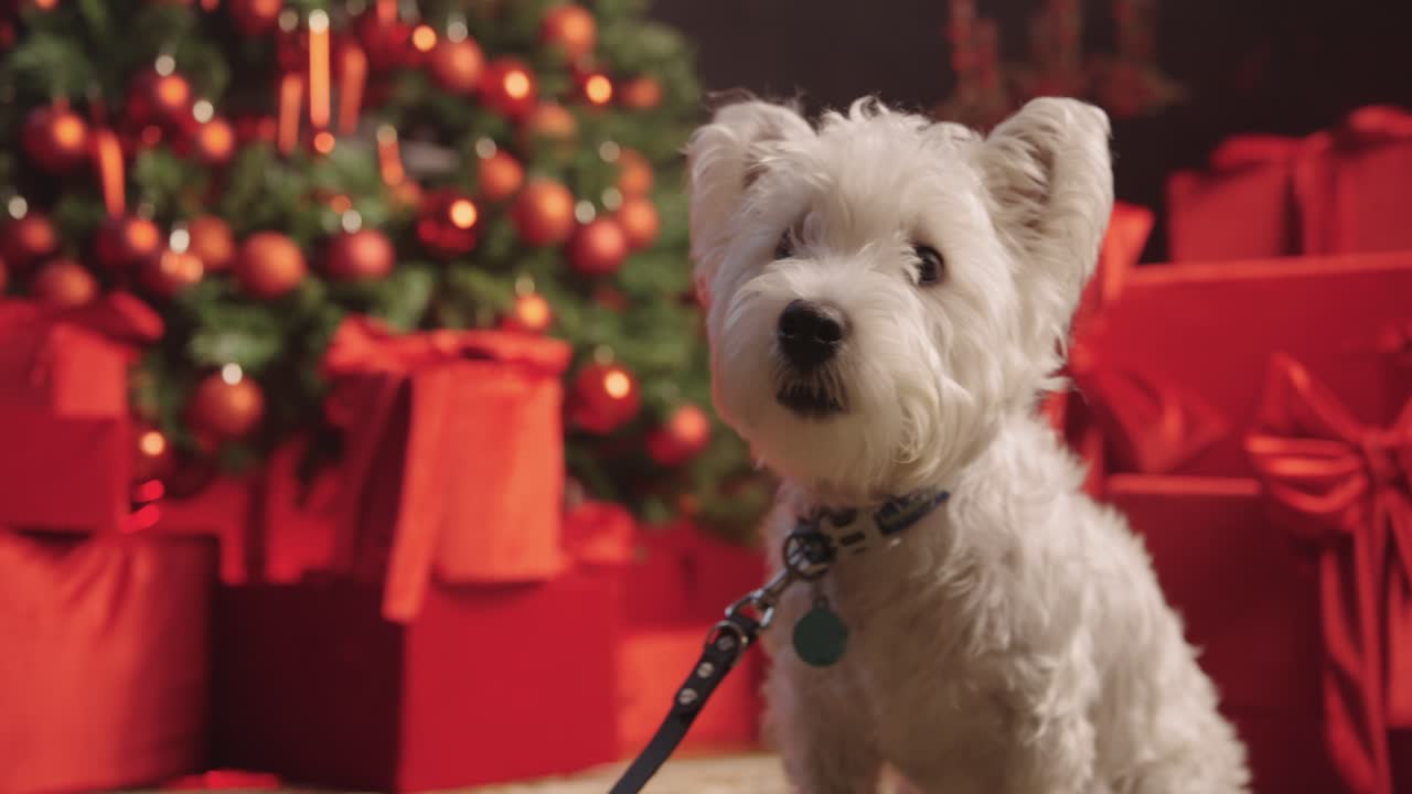 Medium close-up shot of an adorable white Terrier Dog sitting watchfully in front of a decorated Christmas tree and stack of presents. Festive holiday theme