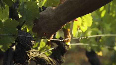 Handmade-harvest-with-clippers