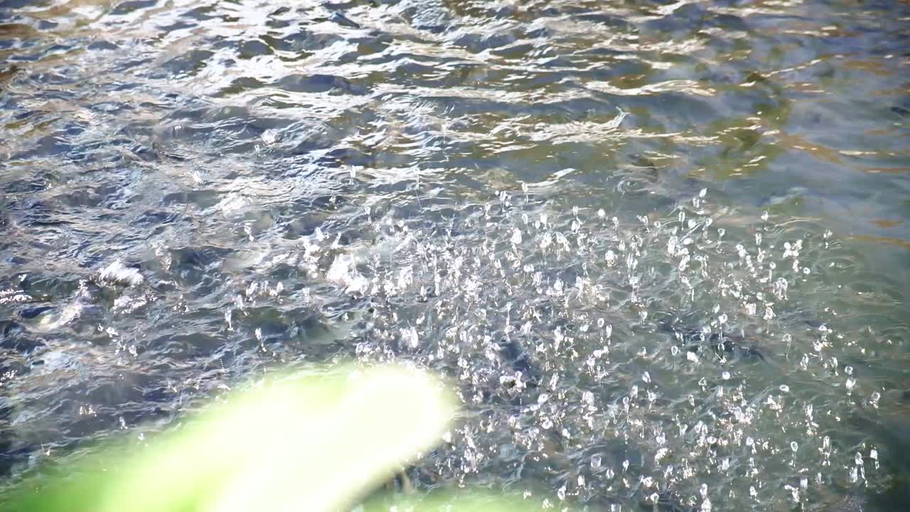 중앙아시아 키르기스스탄의 양어장