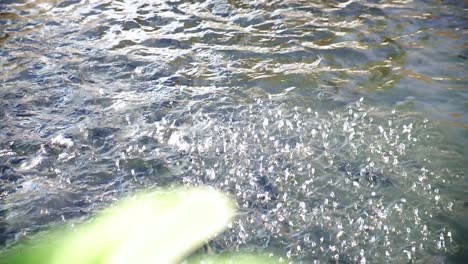 fish farm in central asia kyrgyzstan