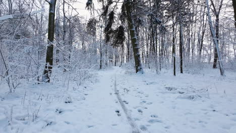 A-View-Of-A-Forest-Wilderness-Under-Blanket-Of-Snow