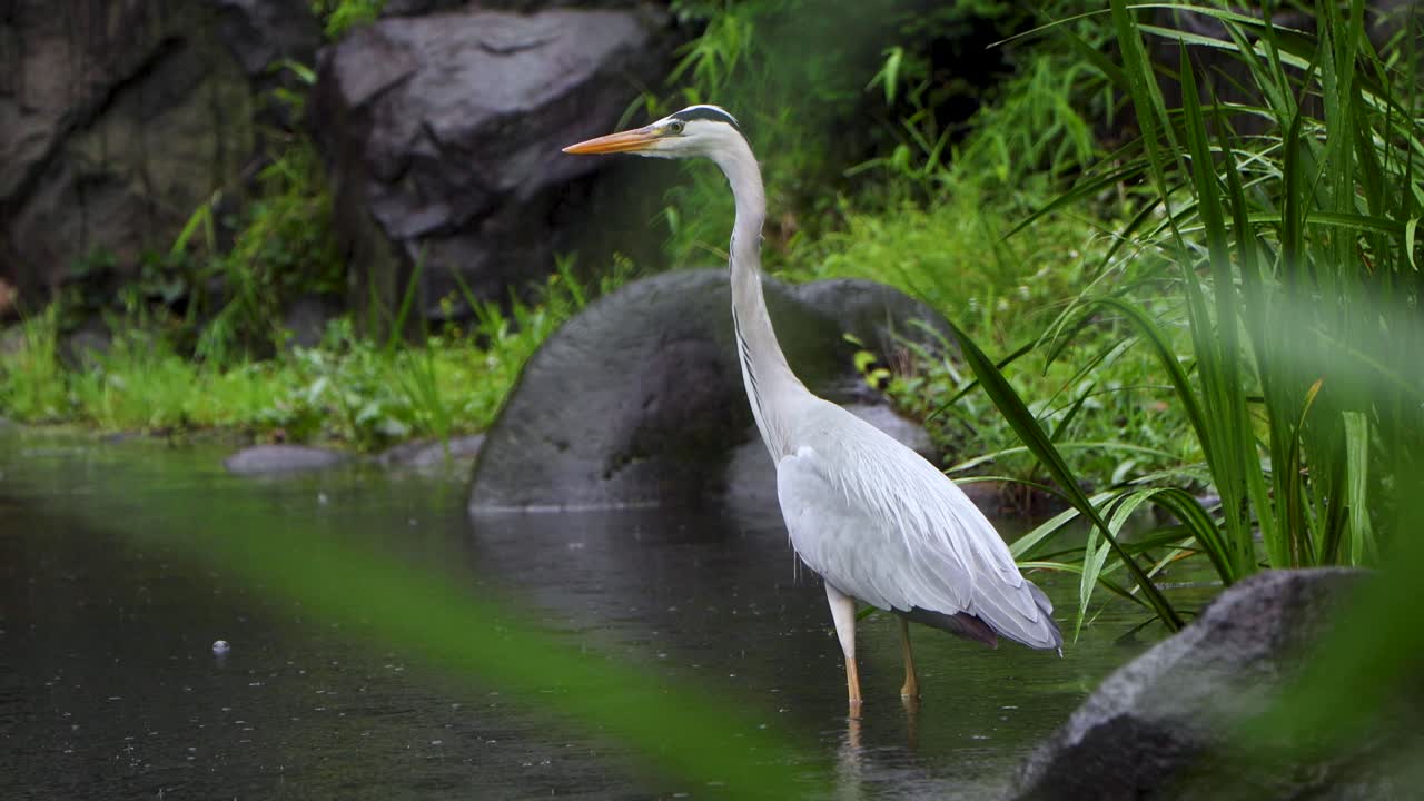 лучший вид в токио