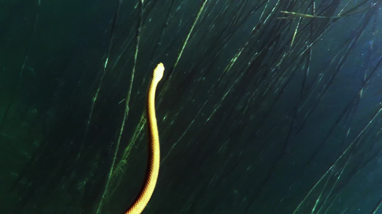 охридская змея плавает в чистой и прозрачной воде озера охрид в македонии, снято в замедленной съемке ночью