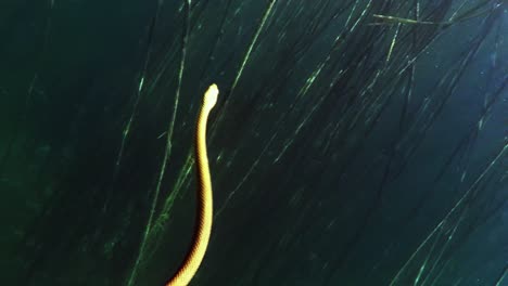 Ohrid-snake-swimming-clear-and-transparent-water-of-Lake-Ohrid-in-Macedonia-,-shot-in-slow-motion-at-night