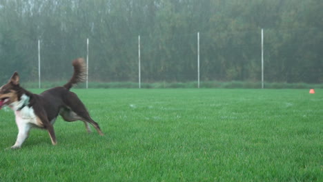 collie de frontera marrón atrapando un frisbee en el aire en un parque público