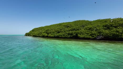bosque de manglares en boca de bobos en los rocas, aguas turquesas y exuberante vegetación, día soleado