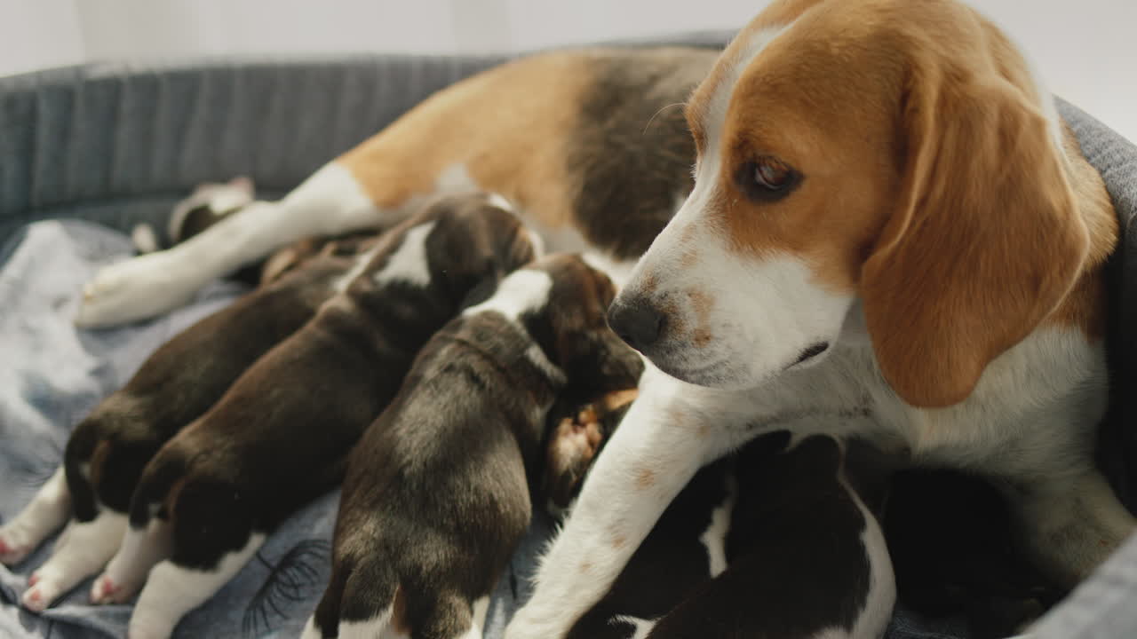 el lindo beagle hembra alimenta a sus cachorros, se acuesta en el suelo de la casa