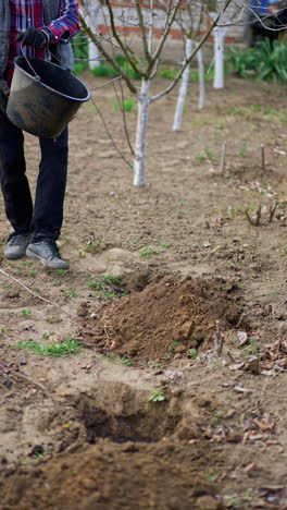 old man is pouring water from the bucket into a little pit. farmer starts to plant a young tree in his garden. vertical video.