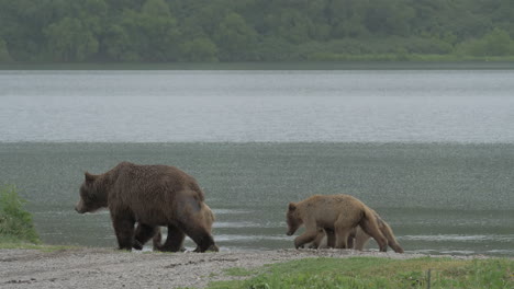 family of bears on the shore of the lake