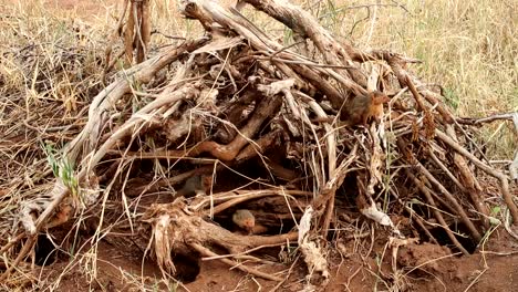 static shot of a family of african mongooses standing between wood sticks which act as a burrow