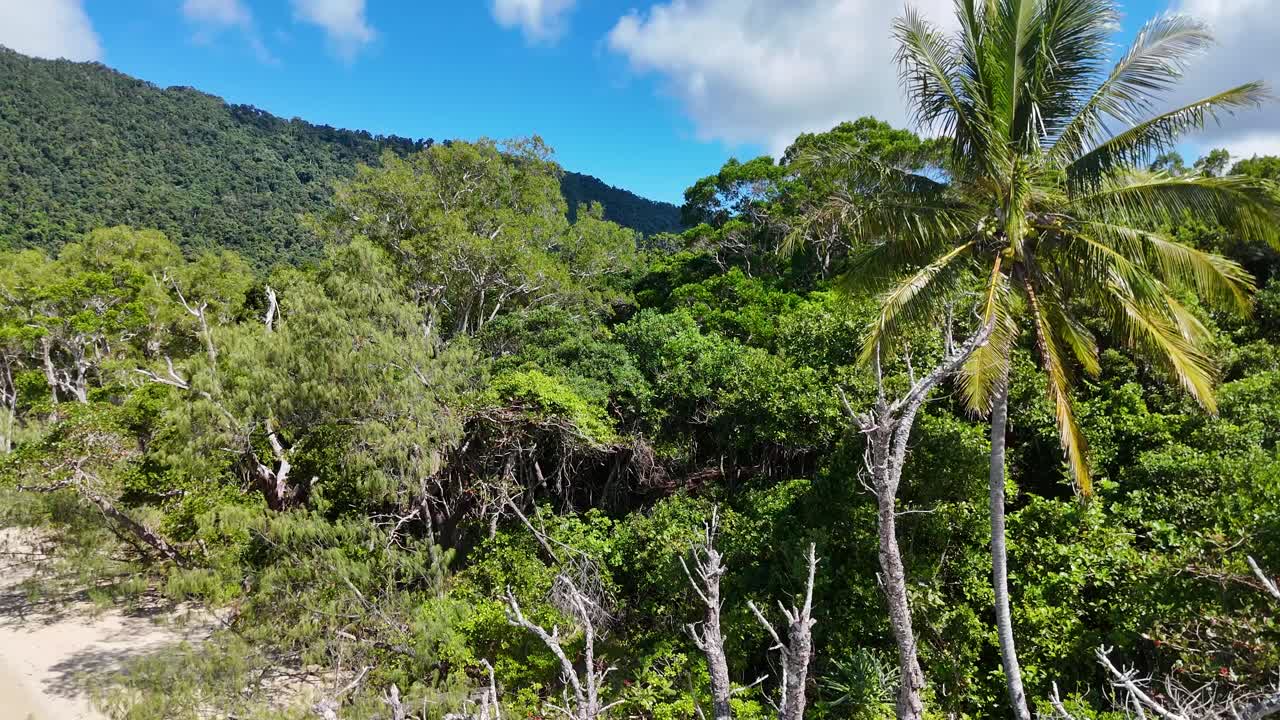 Drone ascends above driftwood tree, revealing lush rainforest, sandy beach, and bright daylight