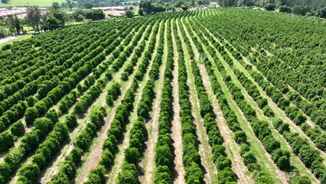 Landwirtschaftslandschaft-In-Ländlicher-Landschaft