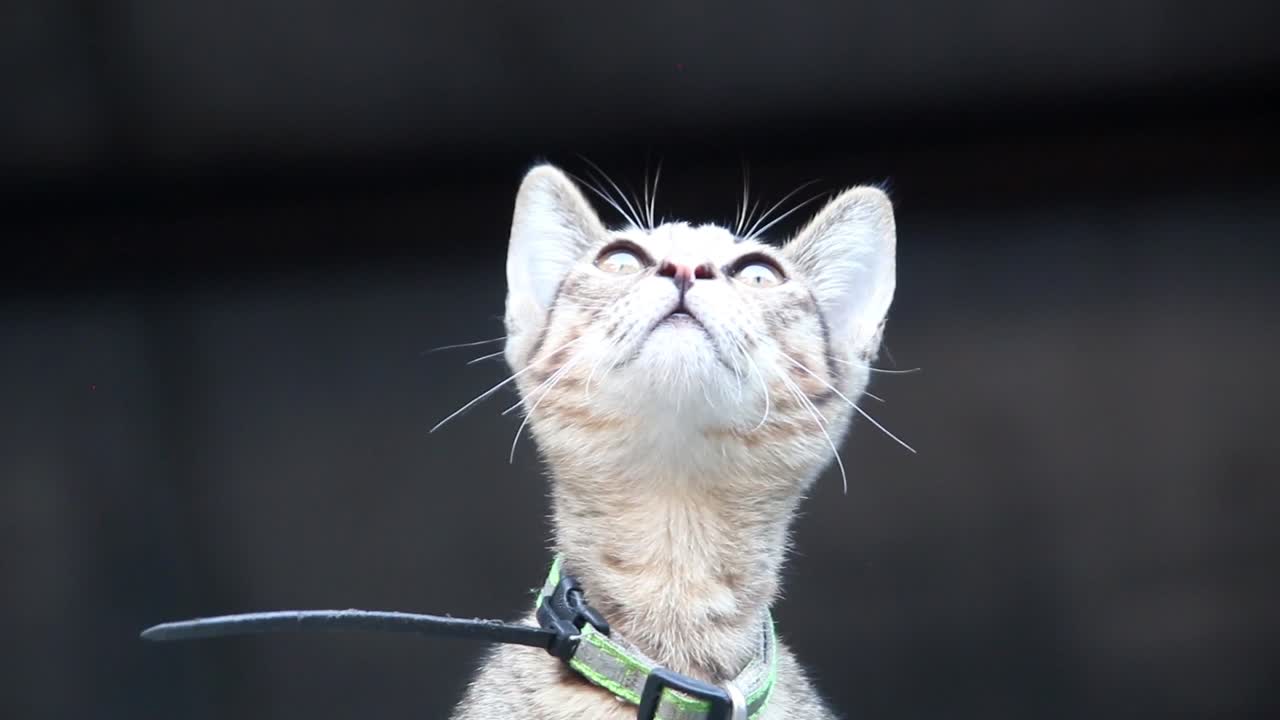 un gattino grigio carino e molto vigile che muove la testa seguendo qualcosa fino a quando non si ferma e si attacca a quello che vede