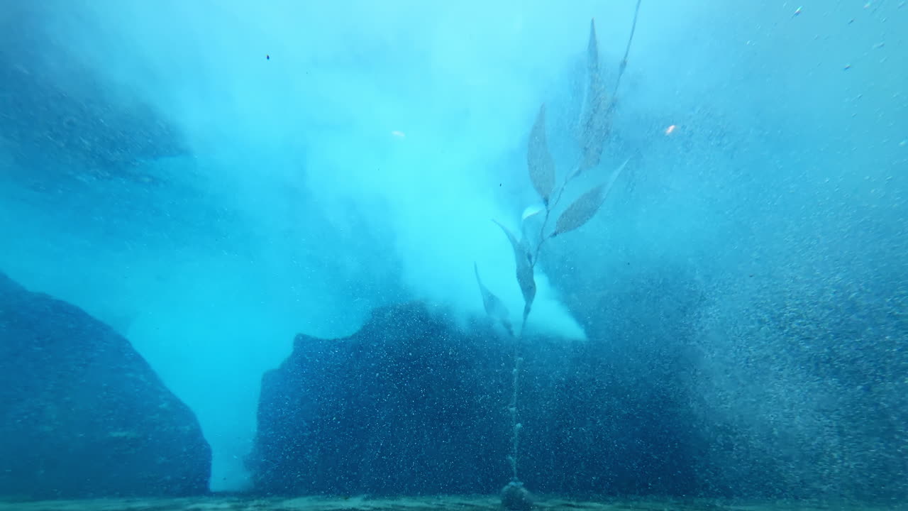 Leoni marini nuotano attorno a una pianta di kelp in un ambiente sottomarino, con la luce del pomeriggio, vicino alla costa.