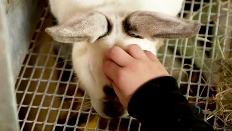 young child's hand pets white domesticated rabbit head, close up